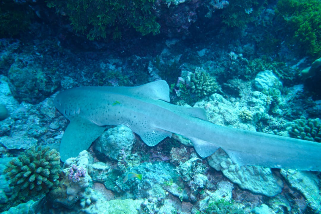 Sport & Freizeit NH Collection Maldives Havodda Resort