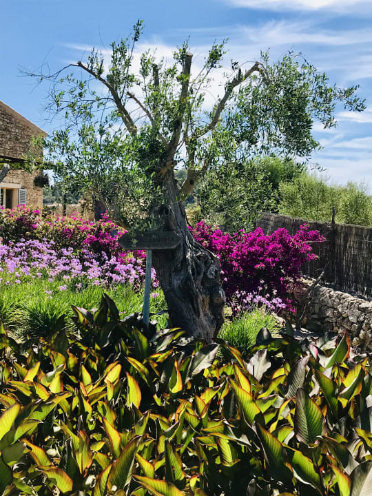 Gartenanlage Finca Sestelrica