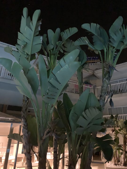 Sonstiges allsun App.-Hotel Orquidea Playa