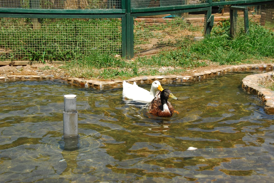 Minizoo MC Beach Park Resort Hotel