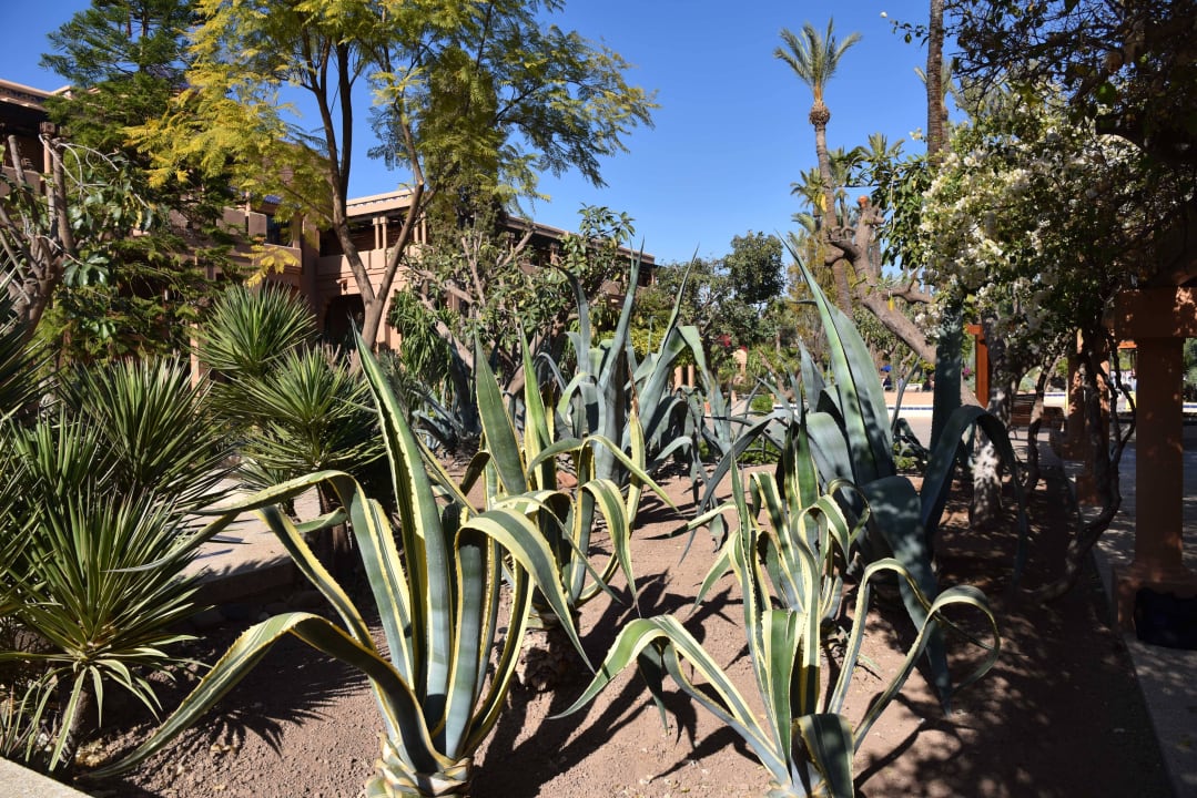 Gartenanlage  Hotel Riu Tikida Garden - Adults Only