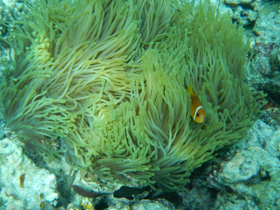 Nemo Reethi Beach Resort
