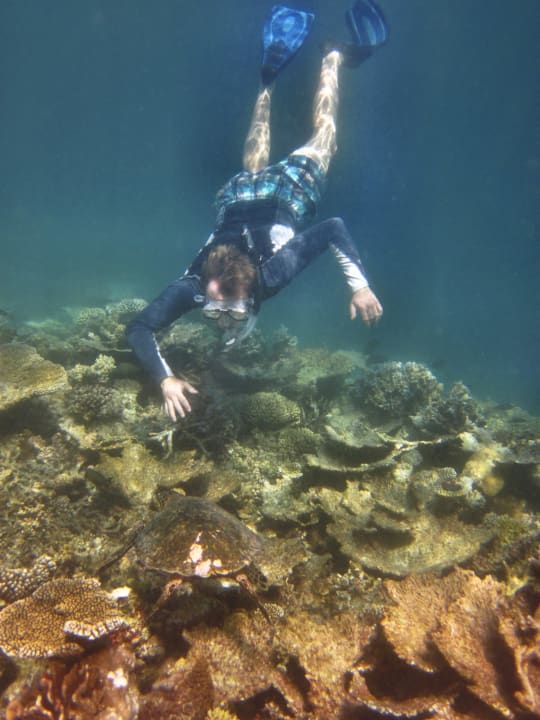 Turtle at house reef Mirihi Island Resort