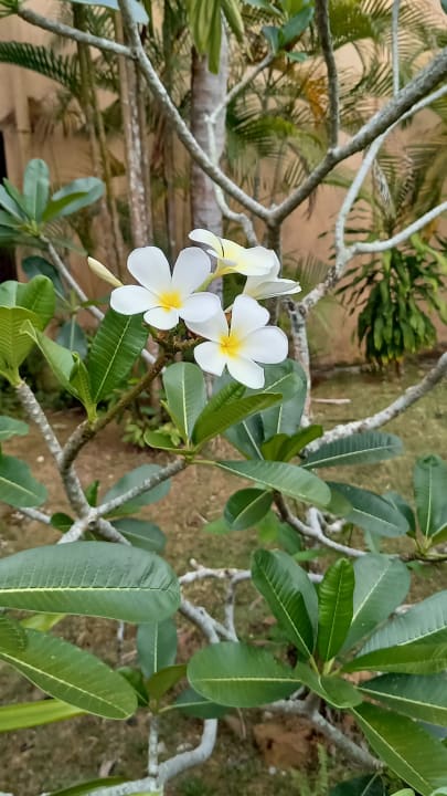 Gartenanlage Hotel Holiday Villa Beach Resort Cherating