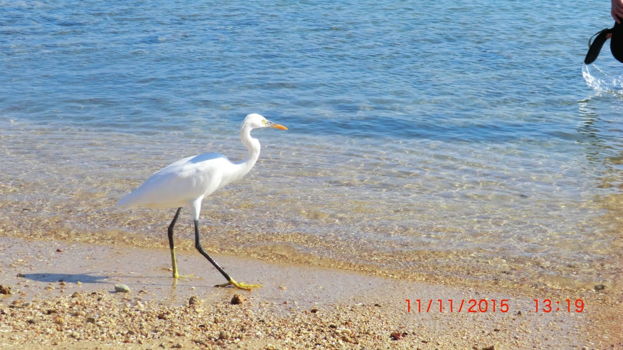 Der "Schreiter" kommt Old Palace Resort Sahl Hasheesh