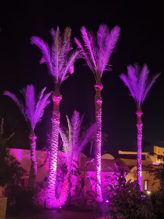 Gartenanlage Steigenberger Coraya Beach - Adults only