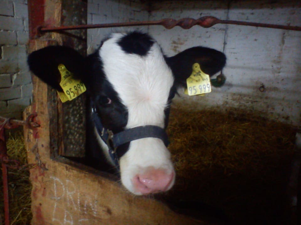 Immer was Neues  Ferienhof Upwarf