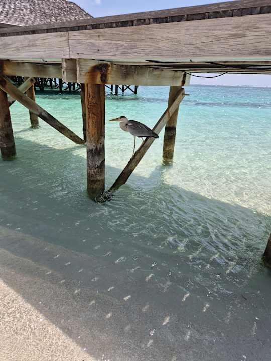 Strand Meeru Maldives Resort Island