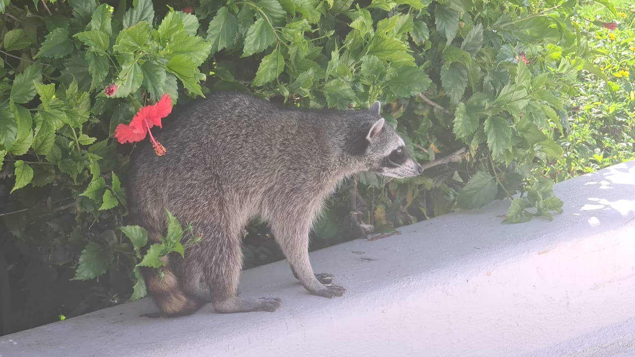 Gartenanlage Bahia Principe Grand Tulum