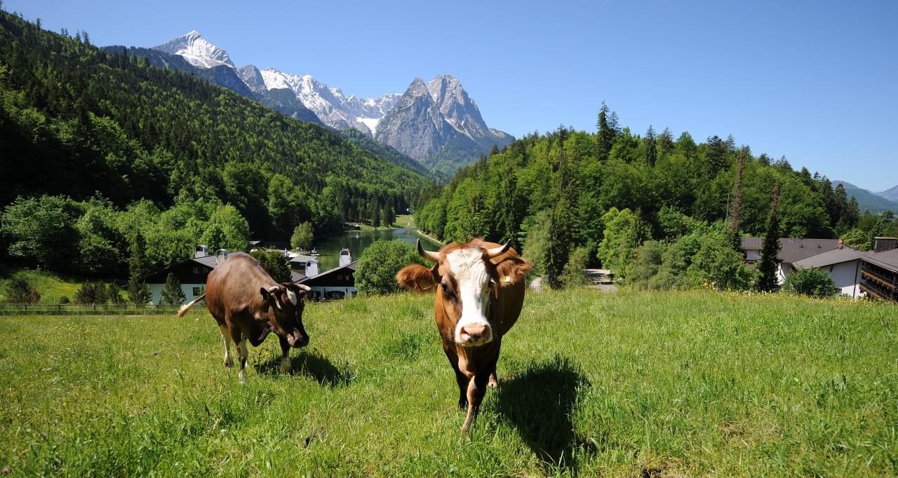 Uschi & Christel, die Riessersee-Kühe Riessersee Hotel