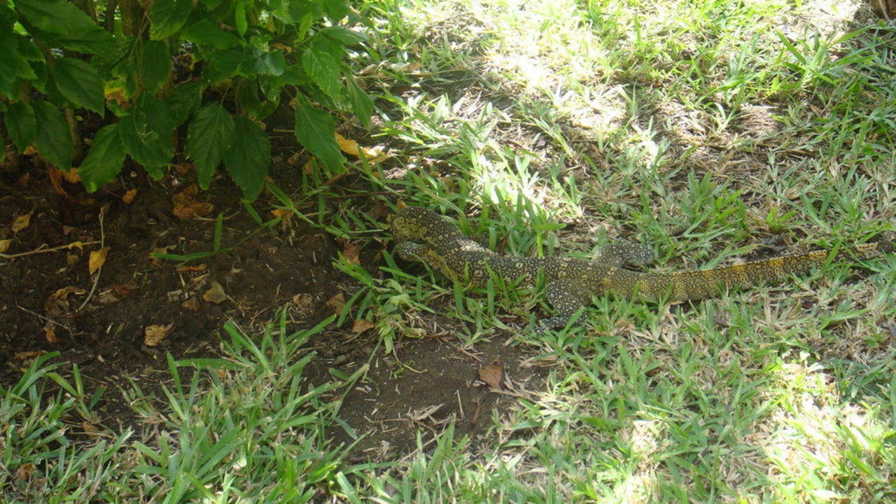 В саду Baobab Beach Resort & Spa