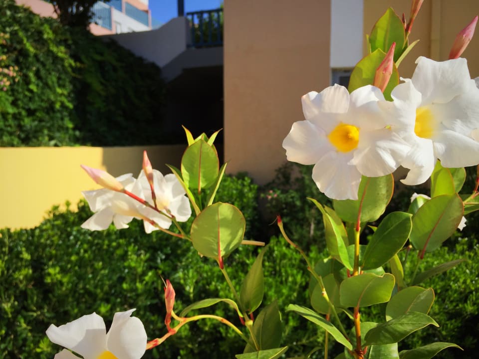 Gartenanlage Fodele Beach & Water Park Holiday Resort