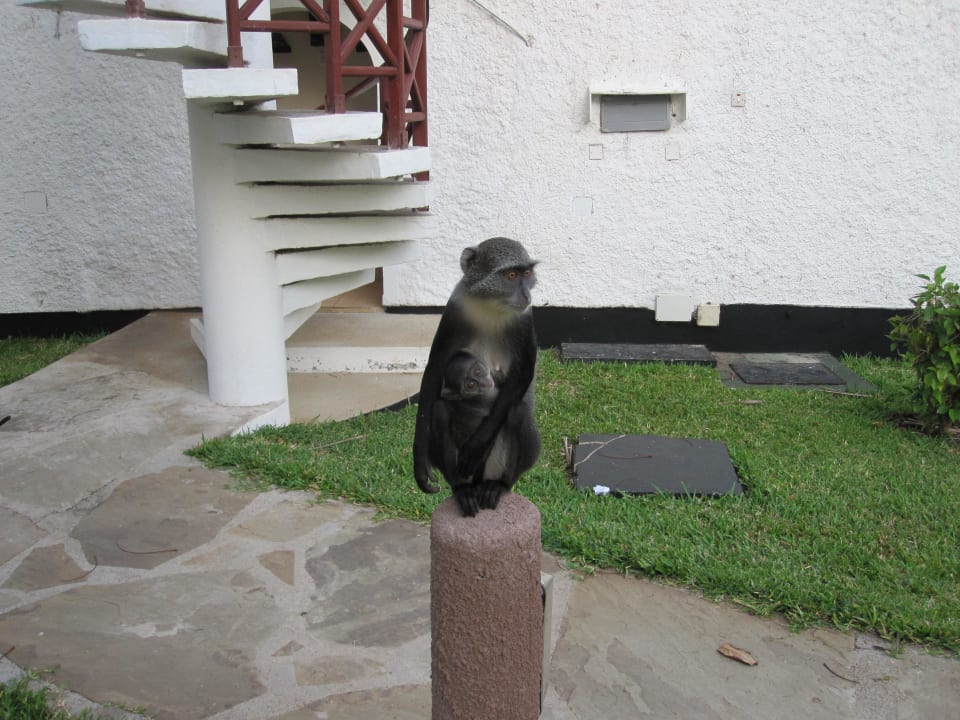 Affe mit Baby Neptune Village Beach Resort & Spa