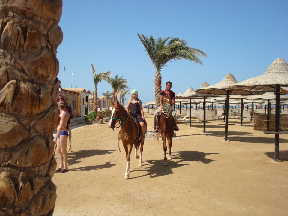 Strandpferdchen statt Seepferdchen Riviera Aqua Park Resort