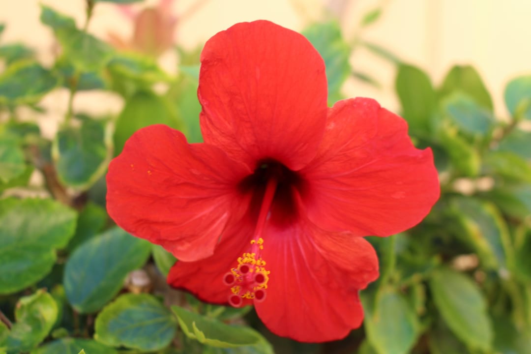 Überall farbenfrohe Pflanzen Steigenberger Coraya Beach - Adults only