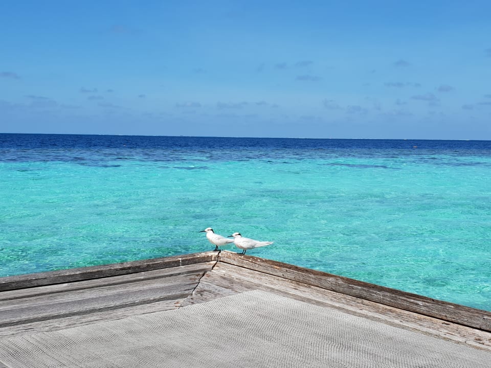 Ausblick Eri Maldives