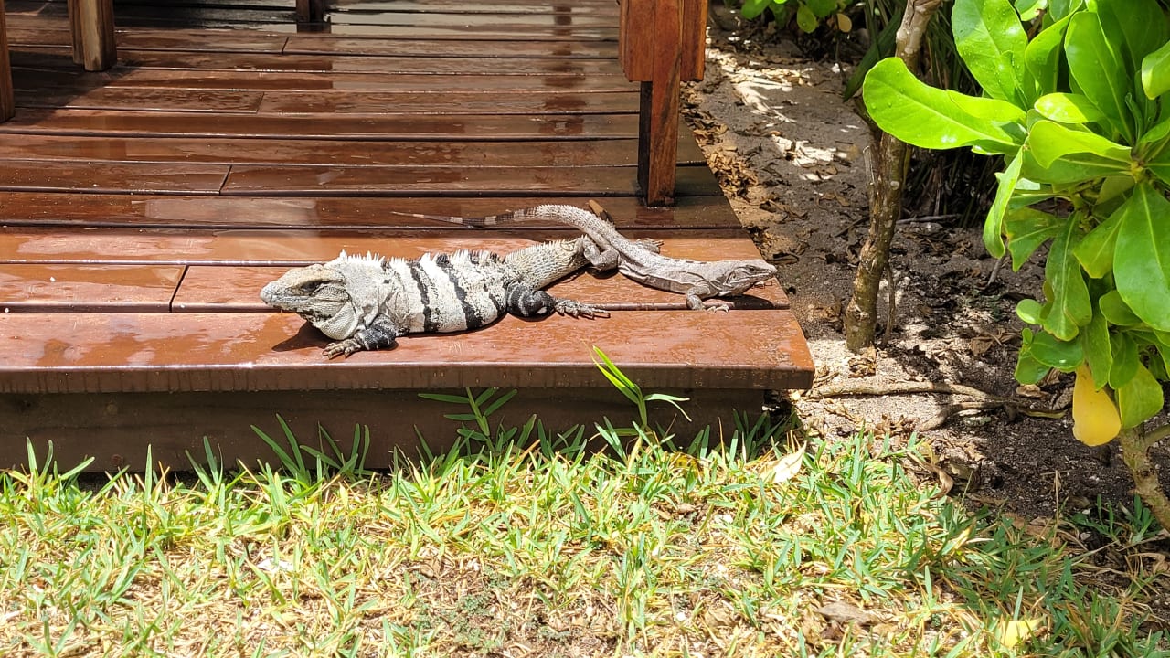 Gartenanlage Akumal Bay Beach & Wellness Resort