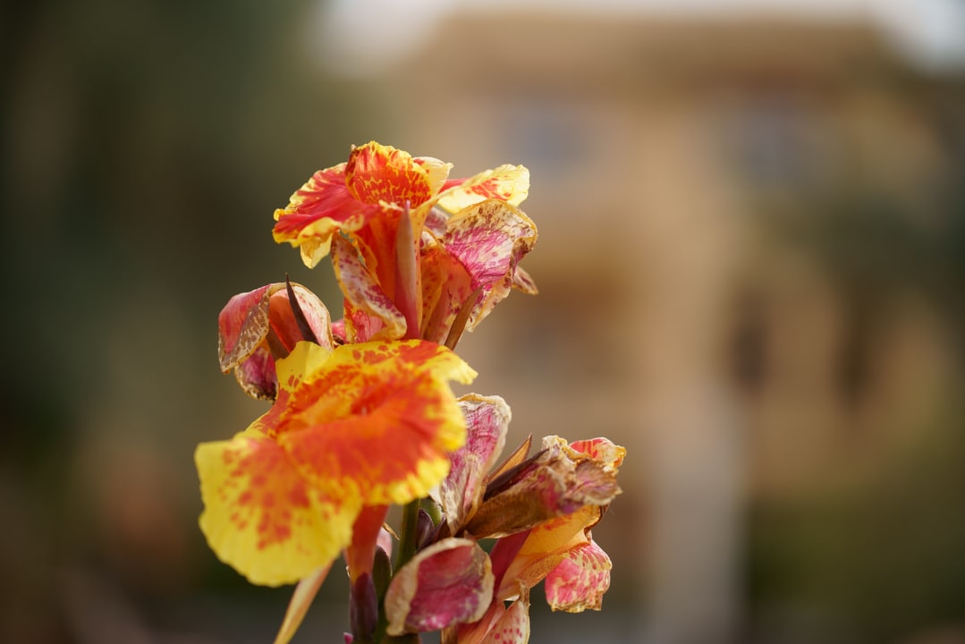 Gartenanlage Steigenberger Coraya Beach - Adults only