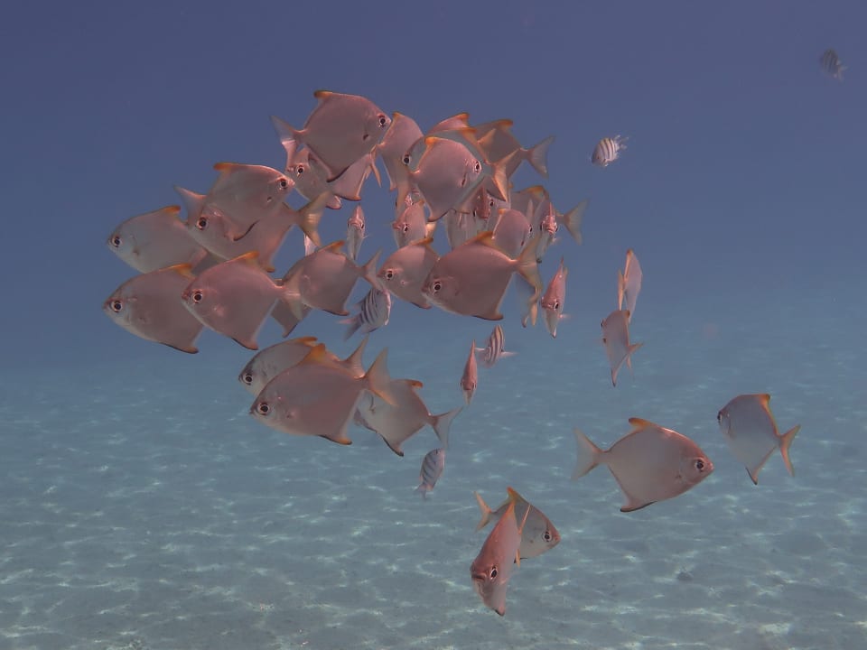 Sport & Freizeit Coral Sun Beach