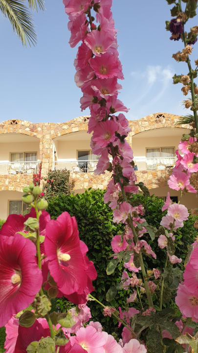 Gartenanlage Brayka Bay Resort