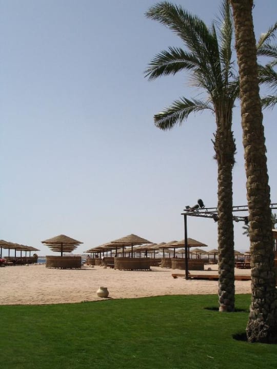 Strand mit Palmen Grand Makadi