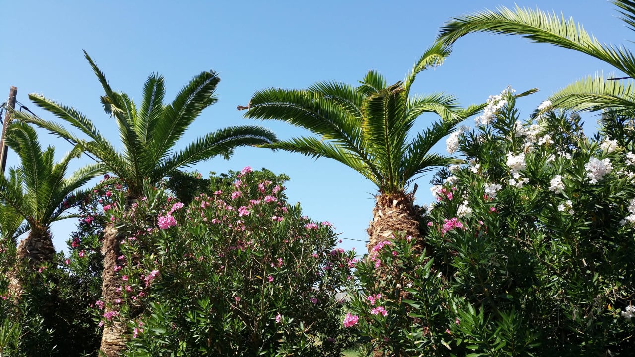 Hoteleinfahrt Hotel Arion