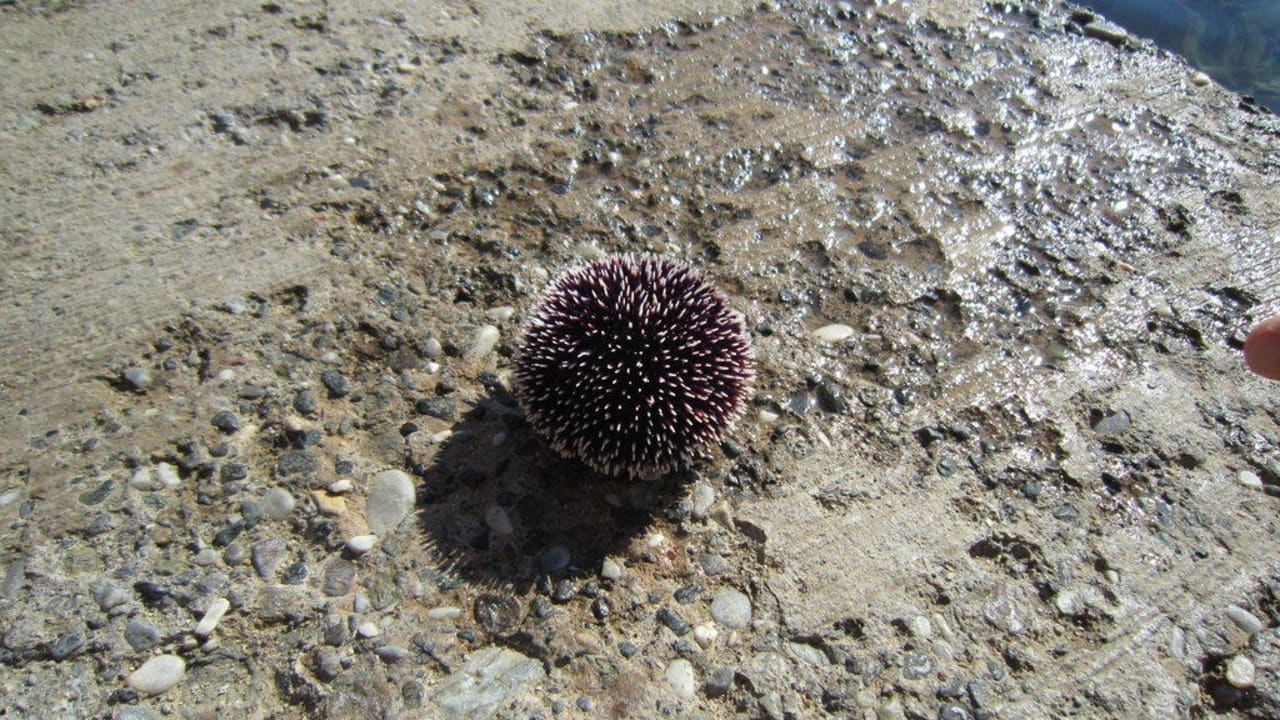 Atrakcja Grand Yazici Club Marmaris Palace