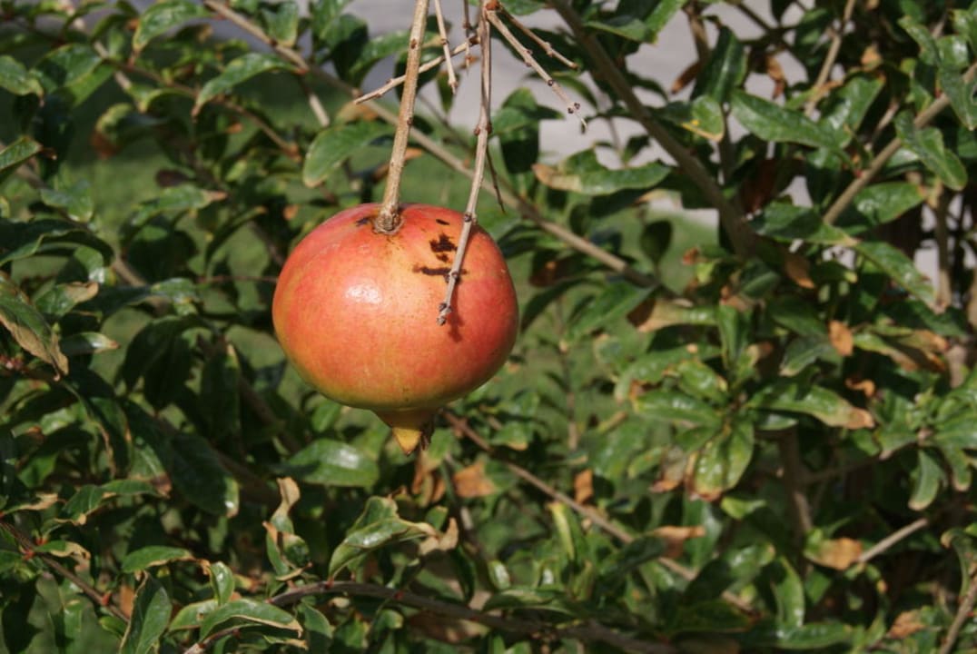 Granatäpfel Porto Bello Royal