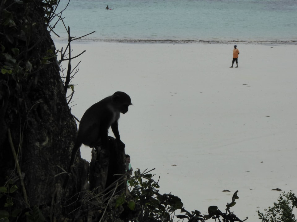 Tägliche Besucher Baobab Beach Resort & Spa