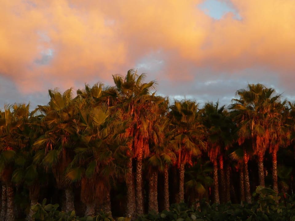 Sonnenaufgang unter Palmen Hotel Sands Beach Resort