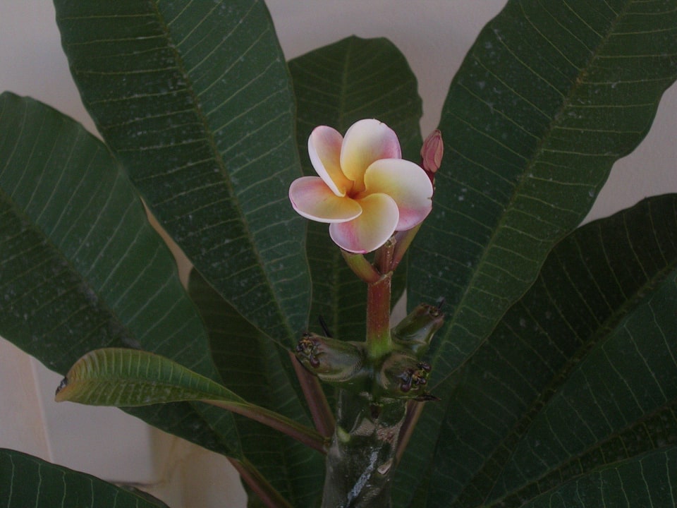 Seltene Plumeria Hotel Kathrin Beach