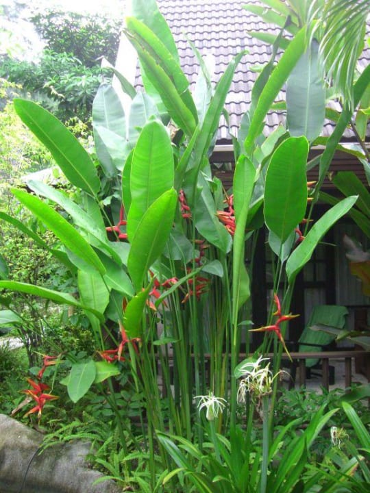 Blumenlandschaft Hotel Khao Lak Palm Beach Resort