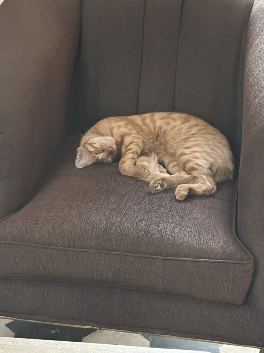 Sonstiges The Grand Palace - Adults only