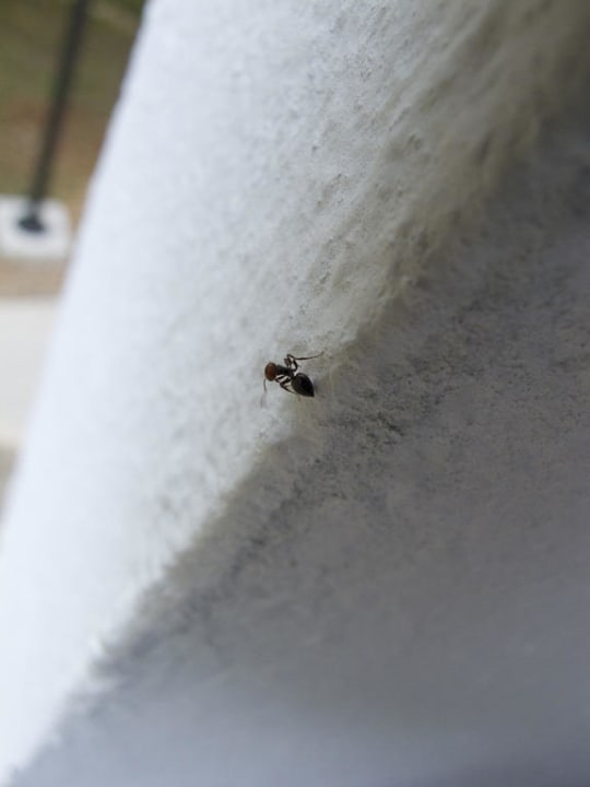 Ameisen Magal Maradiso Hotel by Aminess