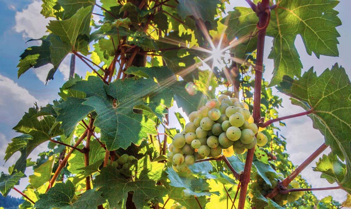 Sonstiges Weinhotel Hubertus Garni