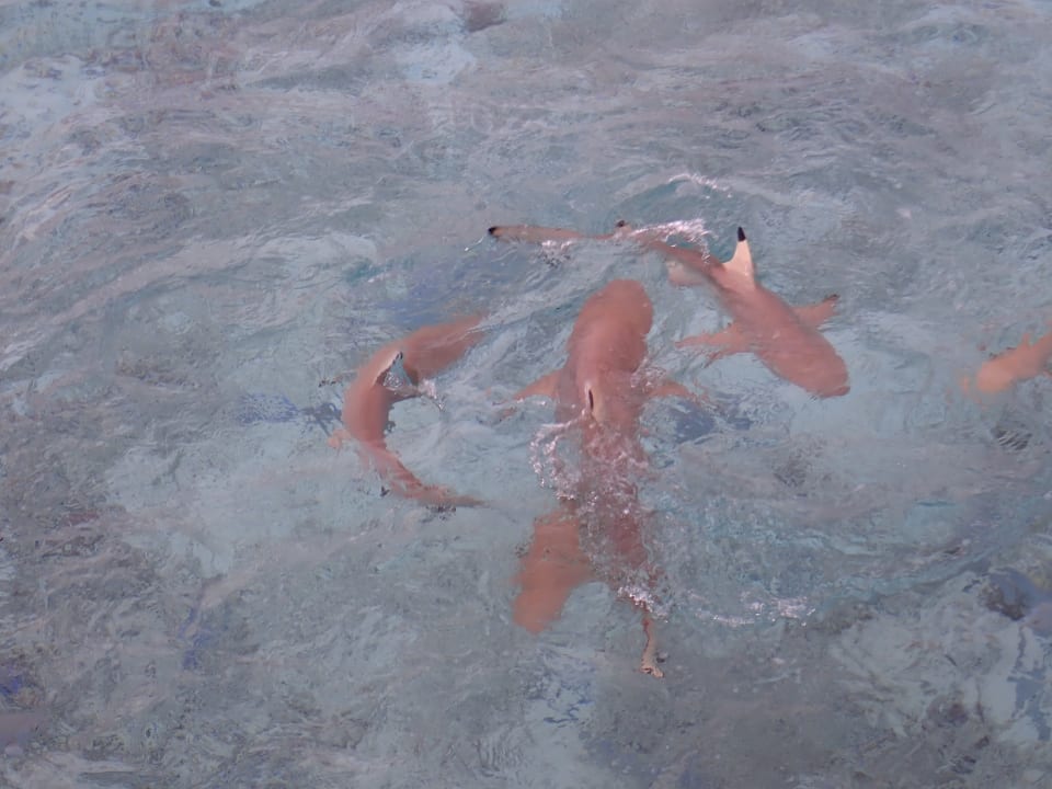 Sport & Freizeit Centara Ras Fushi Resort & Spa Maldives