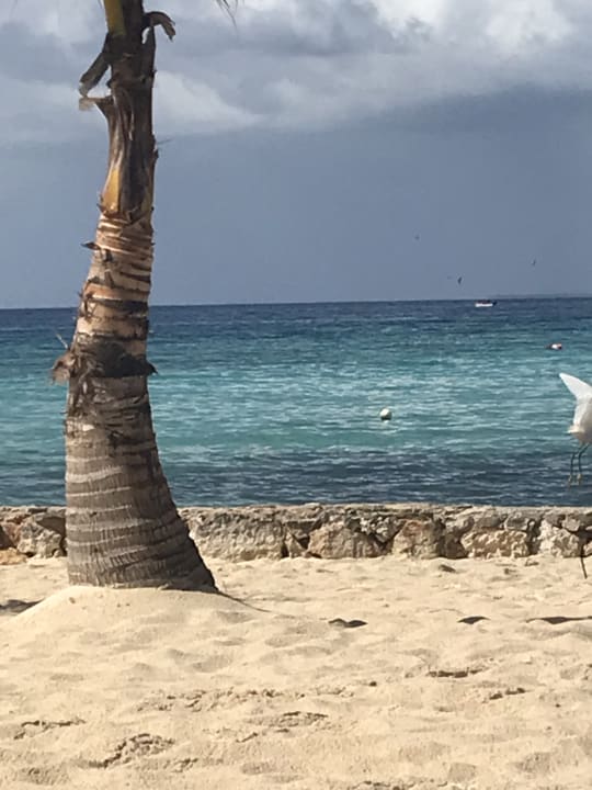 Strand Hotel Viva Dominicus Beach by Wyndham - All Inclusive Resort