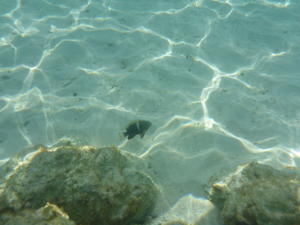 Strand Adaaran Select Meedhupparu Island Resort - Premium All Inclusive