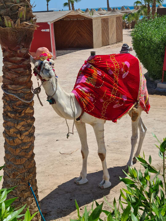 Sonstiges Giftun Azur Resort