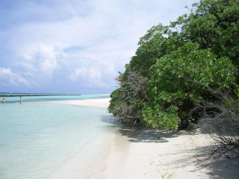 Beach. Kuramathi Maldives