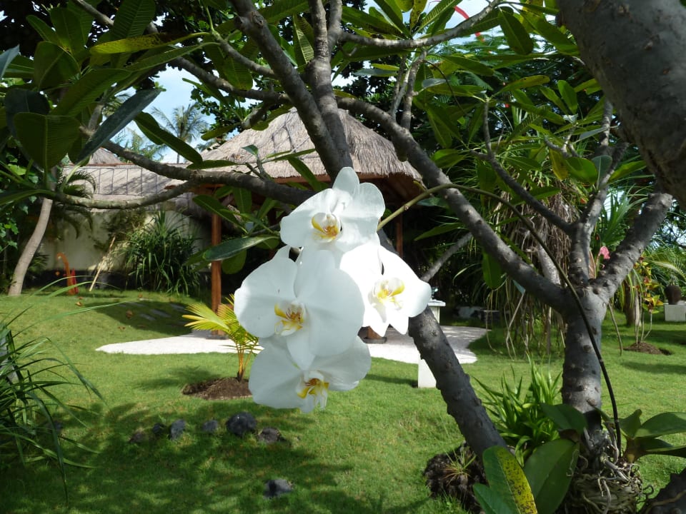 Gartenanlage Alam Batu Beach Bungalow Resort