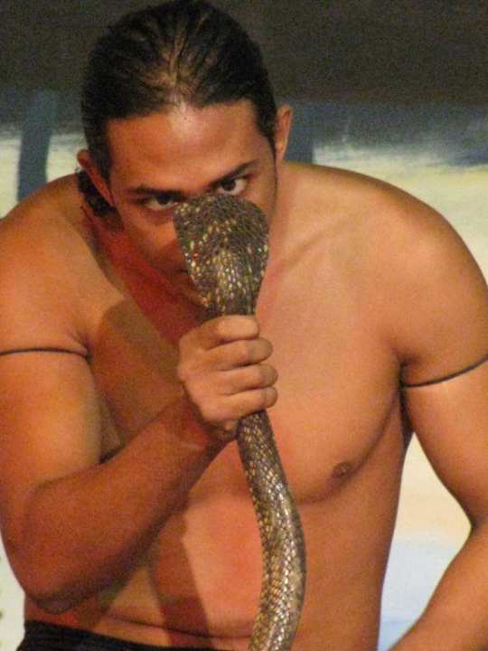 Кобра-шоу Pickalbatros Alf Leila Wa Leila Resort - Neverland Hurghada