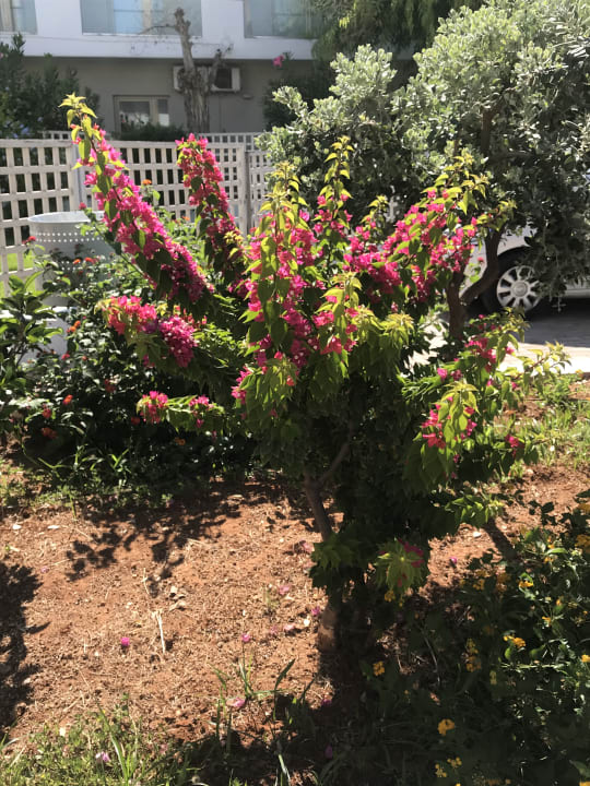 Gartenanlage allsun Hotel Carolina Mare