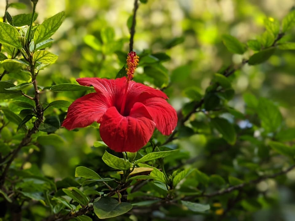 Gartenanlage Apollonia Beach Resort & Spa