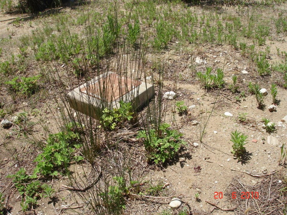 Roślinność Sandy Beach Resort
