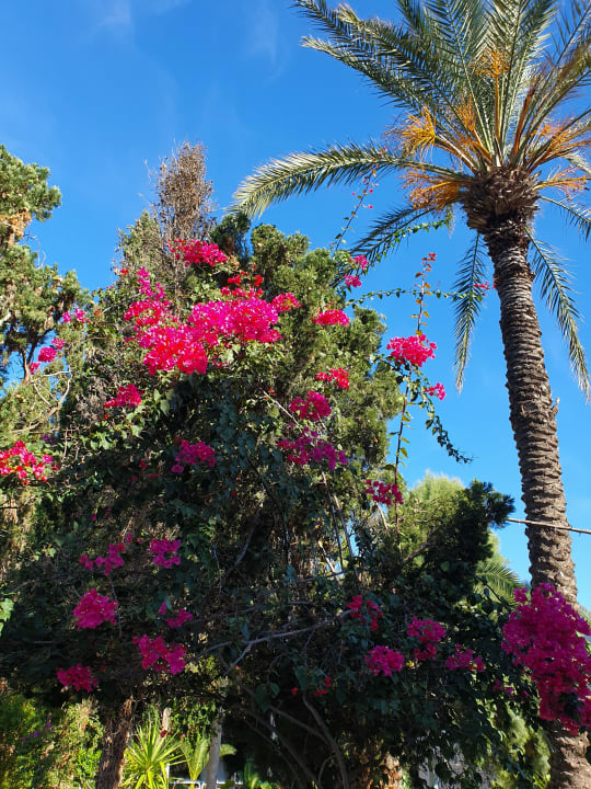 Gartenanlage The Orangers Beach Resort and Bungalows