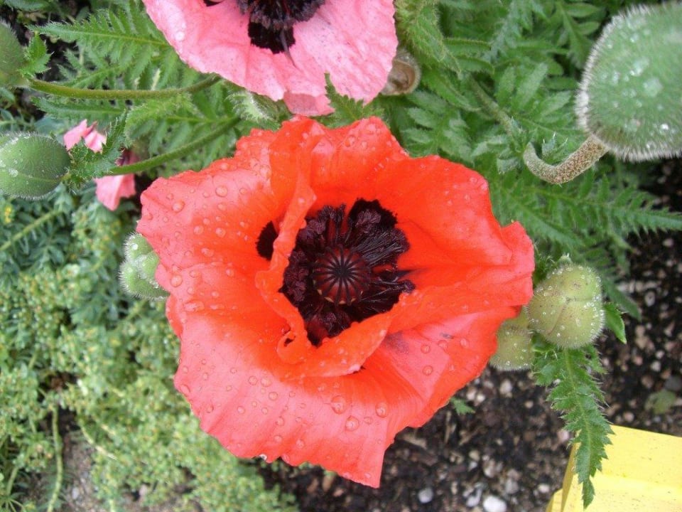 Blume im Garten Rieser Achensee Resort