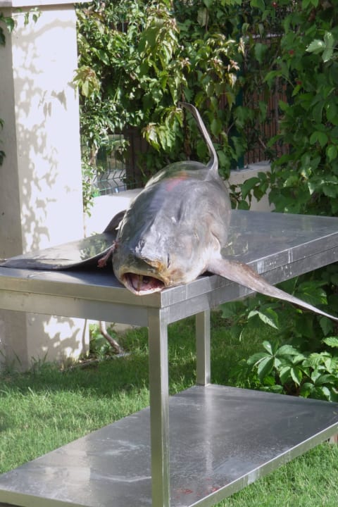 Hai, frischer geht es nicht Adalya Ocean Deluxe