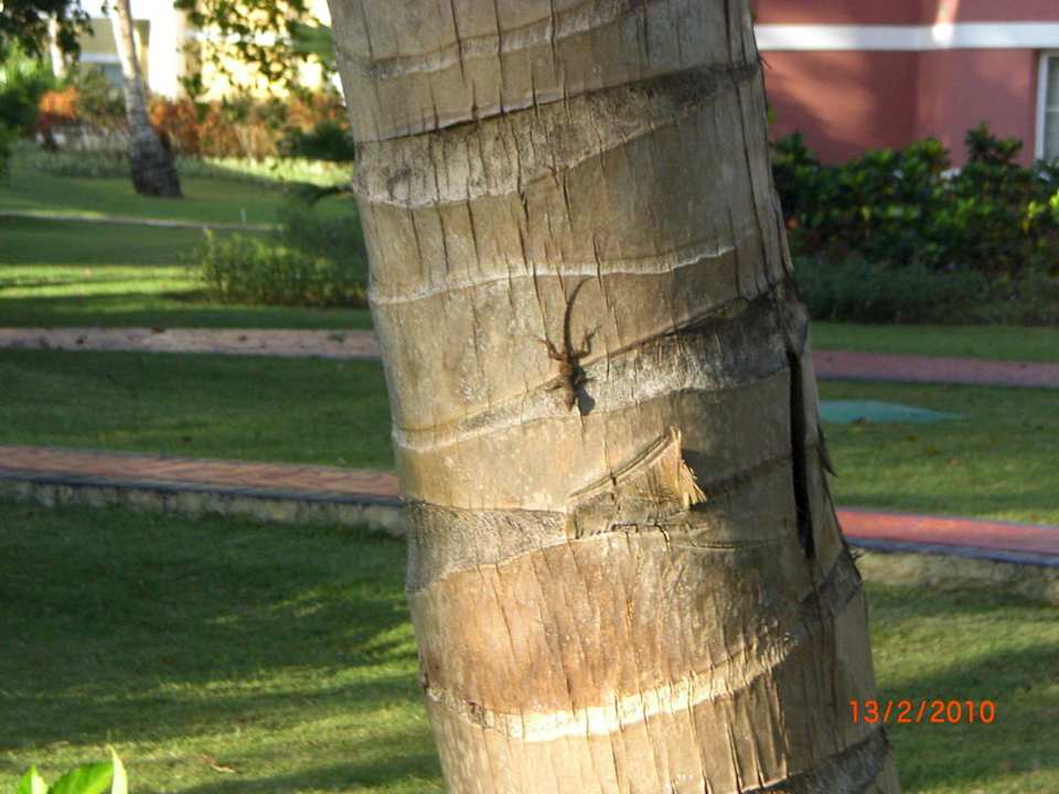 Eidechse auf Palme Grand Palladium Select Bávaro Resort & Spa