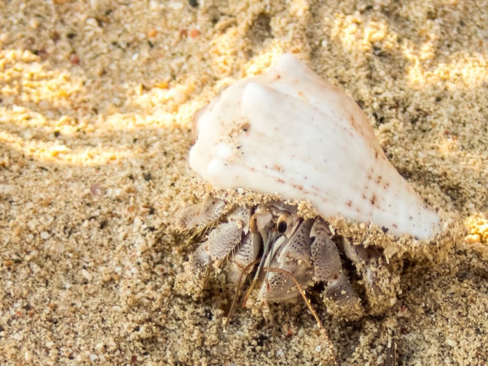 Sport & Freizeit Steigenberger Coraya Beach - Adults only